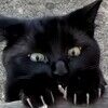 catonlap2323